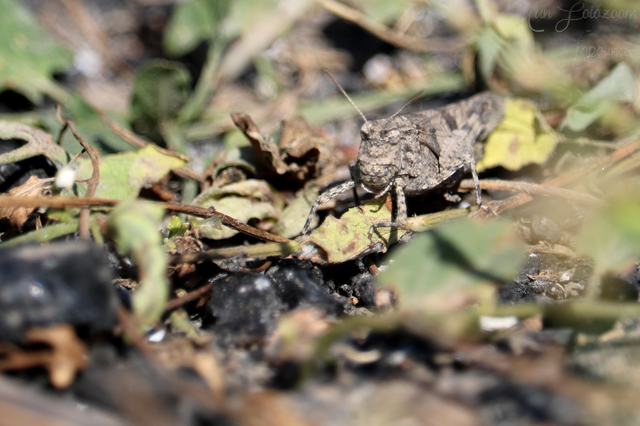 Oedipoda caerulescens - kékszárnyú sáska