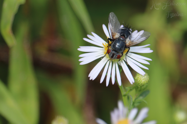 Tachinidae - fürkészlegyek