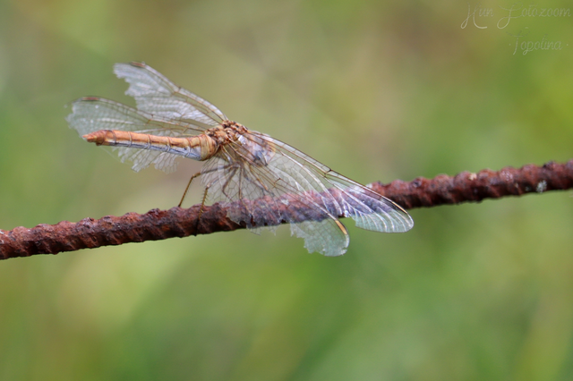 Sympetrum meridionale - fakó katona-szitakötő