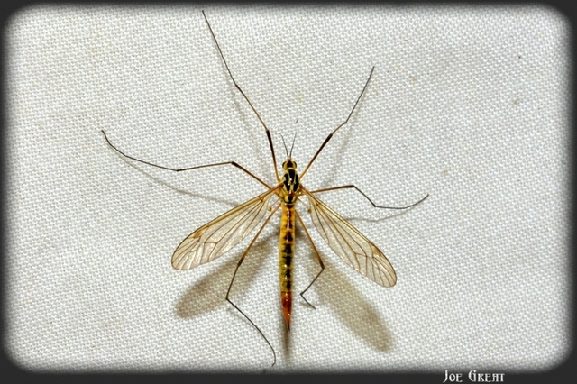 Diptera - Kétszárnyúak