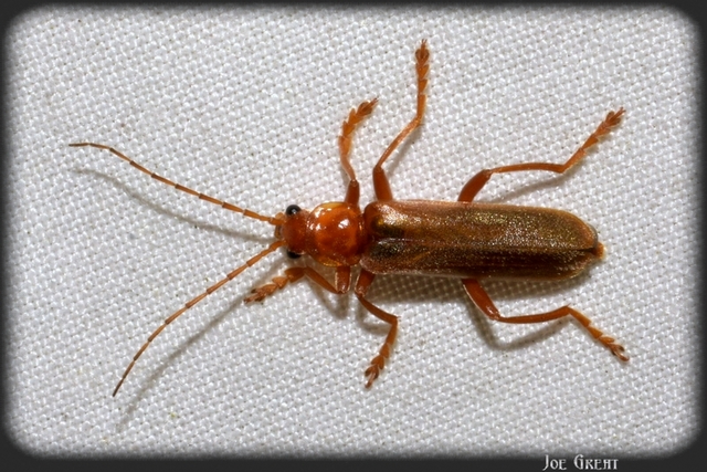Cantharis rufa - rőt lágybogár