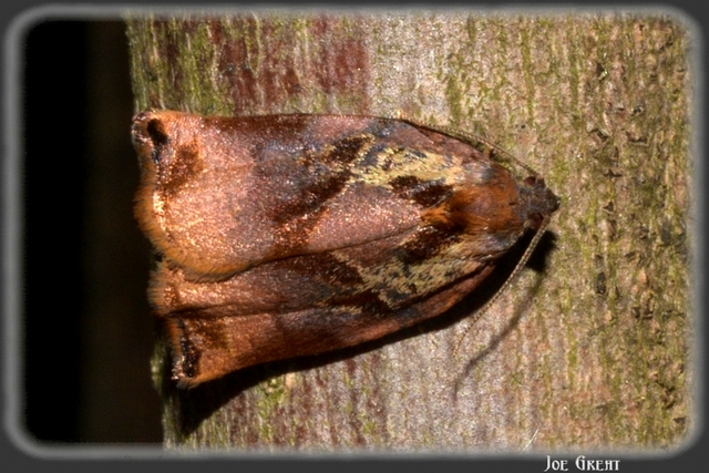 Archips podana - dudvarágó sodrómoly