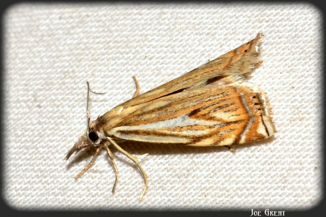 Crambus lathoniellus - mezei fűgyökérmoly