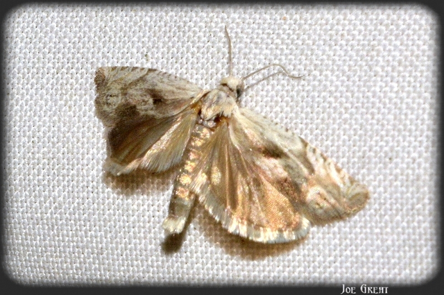 Eucosma