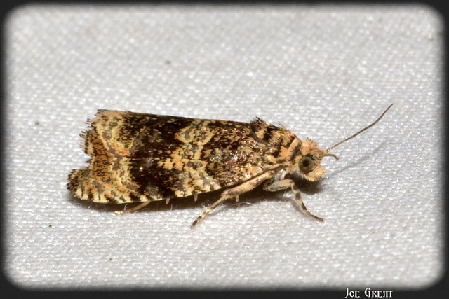 Celypha lacunana - vízparti tükrösmoly