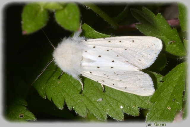 Spilosoma lubricipedum - tejszínű medvelepke