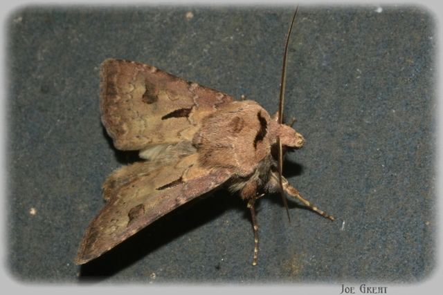 Agrotis exclamationis - felkiáltójeles földibagoly