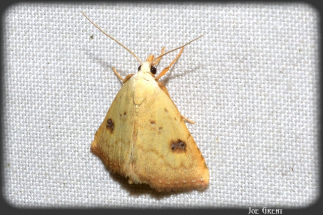 Rivula sericealis - selymes lórombagoly