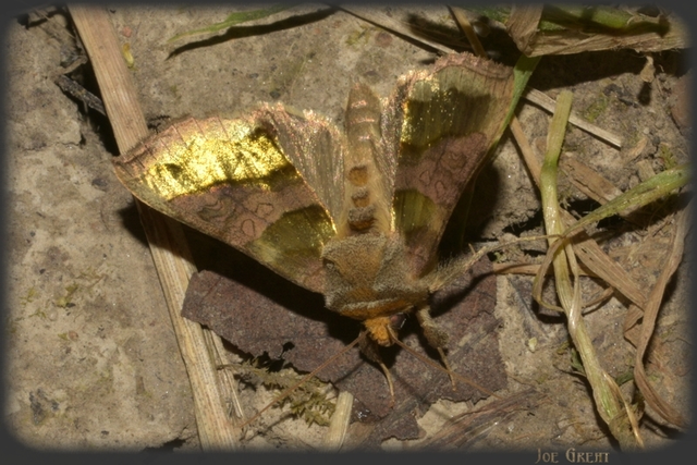 Diachrysia chrysitis - aranybagoly