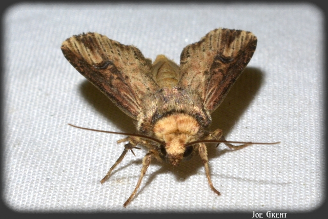 Axylia putris - vonalkás földibagoly