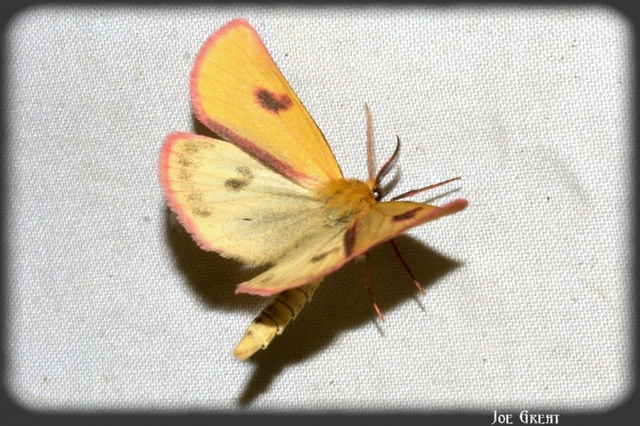 Diacrisia sannio - vörösszélű medvelepke