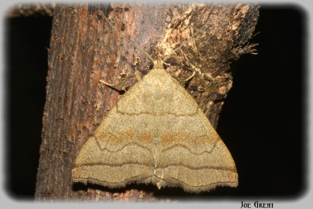Herminia tarsicrinalis - szőröslábú karcsúbagoly