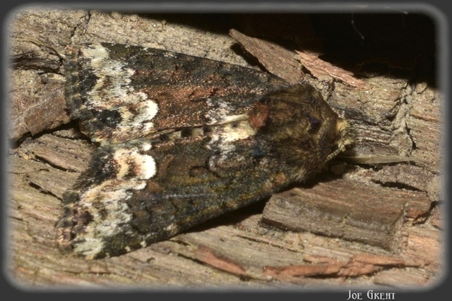 Oligia strigilis - kormos dudvabagoly