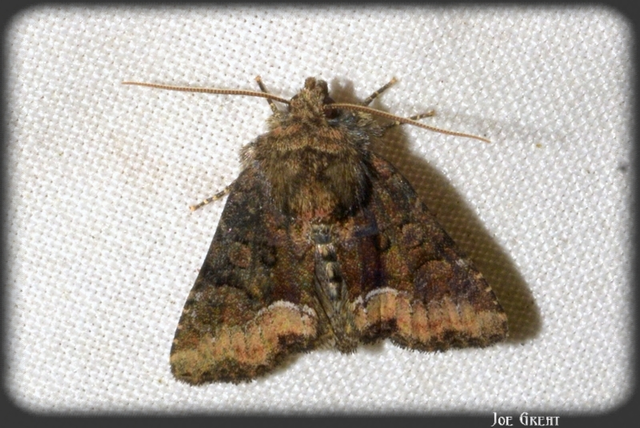 Oligia strigilis/latruncula/versicolor