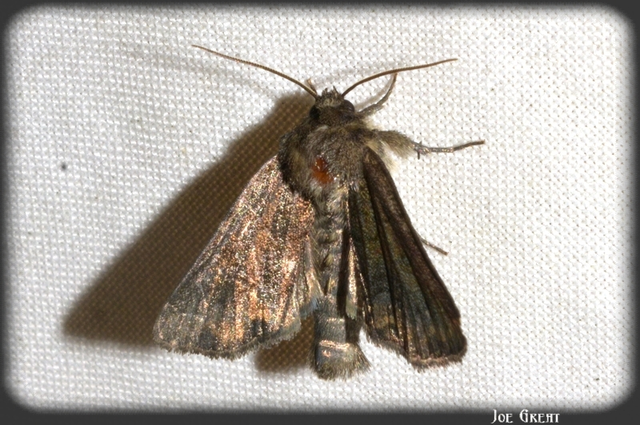 Oligia strigilis/latruncula/versicolor