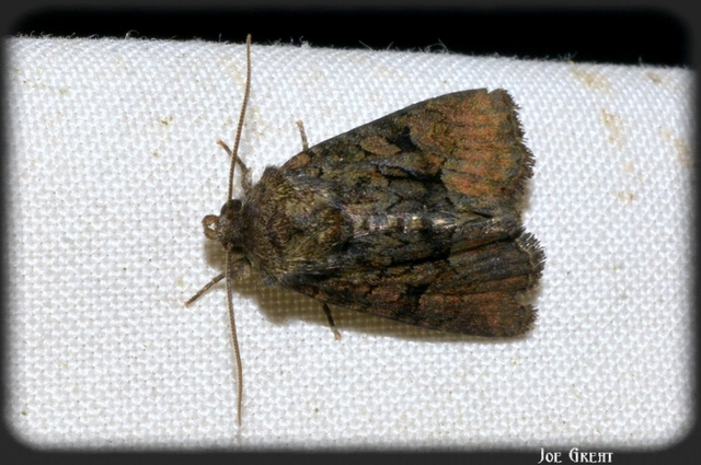 Oligia strigilis/latruncula/versicolor
