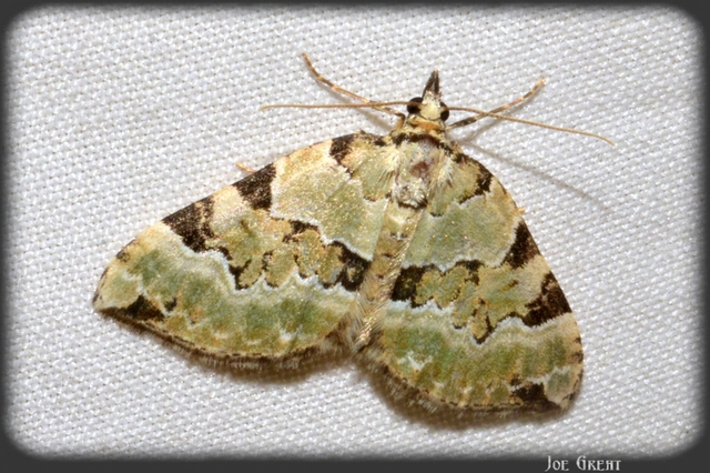 Colostygia pectinataria - zöld levélaraszoló