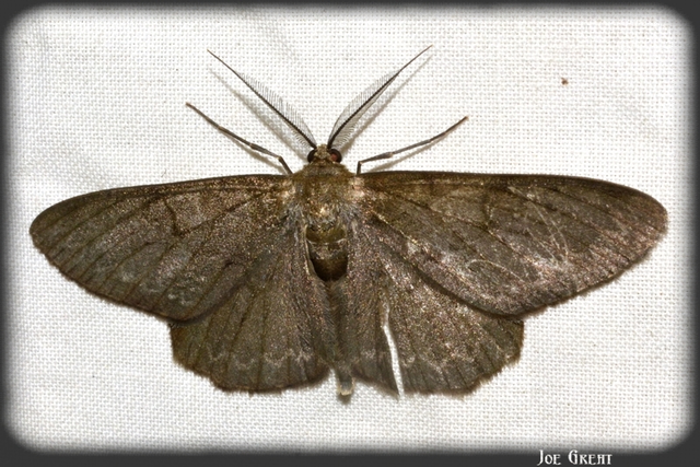 Hypomecis punctinalis - pettyes faaraszoló