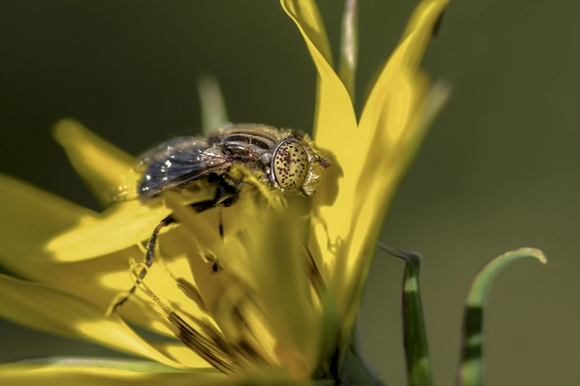 Eristalinus sepulchralis - fekete foltosszeműlégy