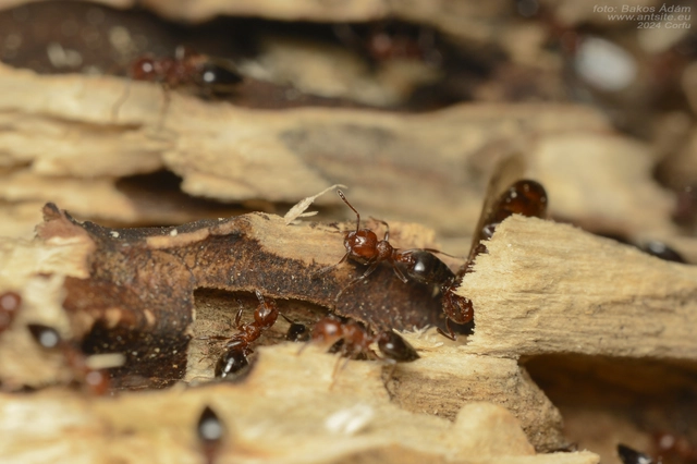 Crematogaster schmidti - vörös szívhangya