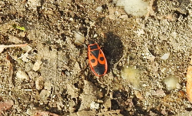 Pyrrhocoris apterus - verőköltő poloska