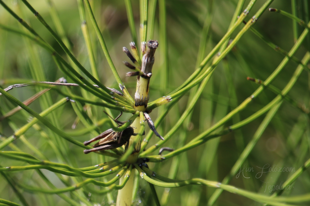 Chorthippus (Glyptobothrus) (subgenus)