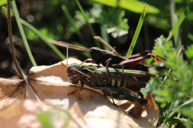 Omocestus rufipes - vöröshasú tarlósáska