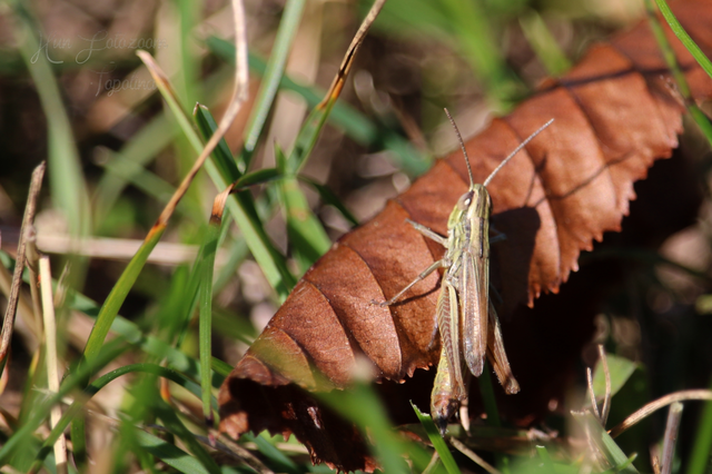 Euchorthippus declivus - rövidszárnyú rétisáska