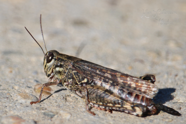 Calliptamus italicus - olaszsáska