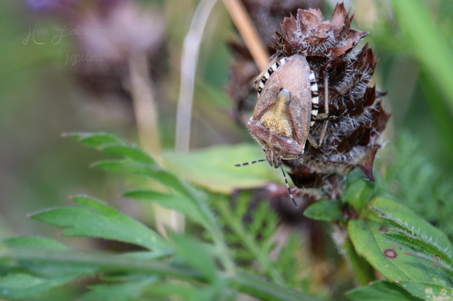 Dolycoris baccarum - közönséges bogyómászó-poloska Dolycoris baccarum - közönséges bogyómászó-poloska