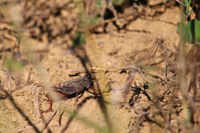 Calliptamus italicus - olaszsáska