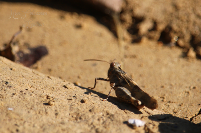Oedipoda caerulescens - kékszárnyú sáska