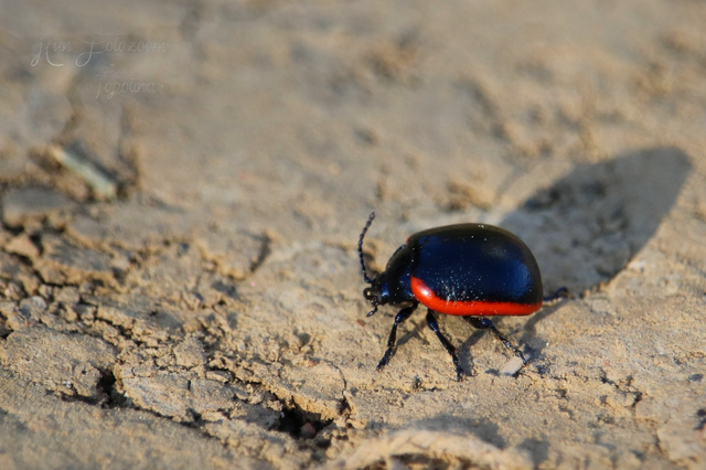 Chrysolina rossia - trapézhátú szegélyeslevelész