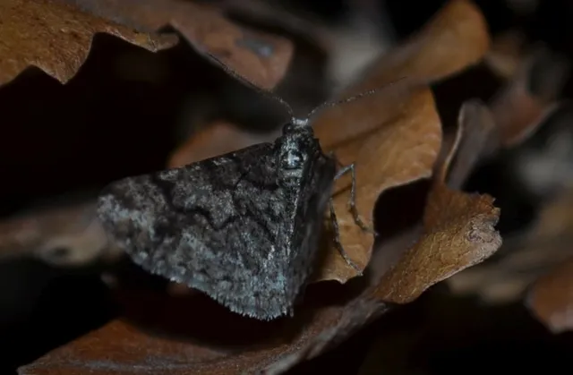 Agriopis leucophaearia - tölgy-tavasziaraszoló
