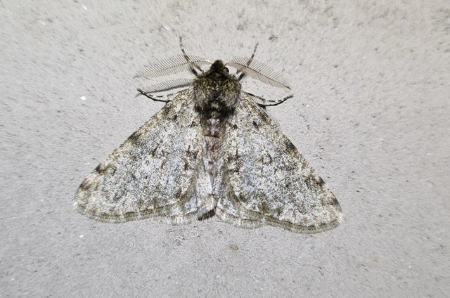 Apocheima pilosaria - zöldes tavasziaraszoló