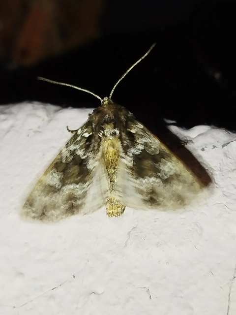 Polymixis polymita - kankalin-tarkabagoly