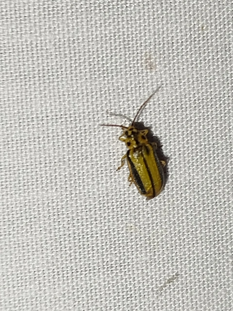 Xanthogalerucella luteola - szilfa-olajosbogár