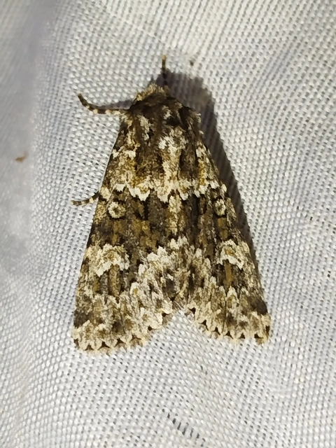 Polymixis polymita - kankalin-tarkabagoly