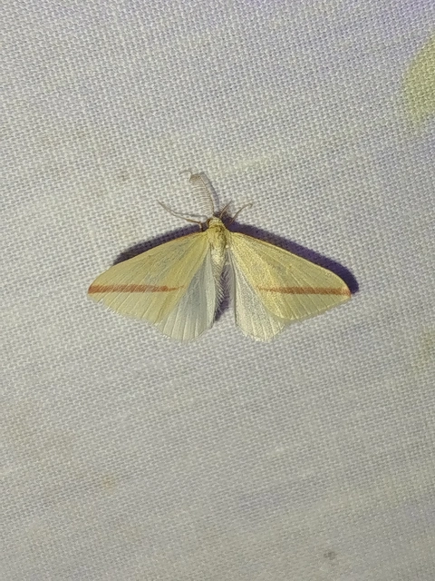 Rhodometra sacraria - rózsacsíkos araszoló