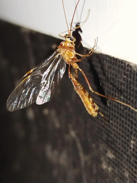 Ophion obscuratus
