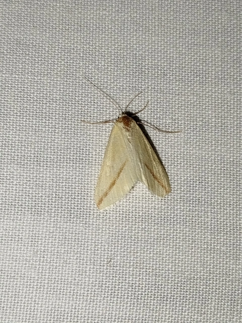 Rhodometra sacraria - rózsacsíkos araszoló