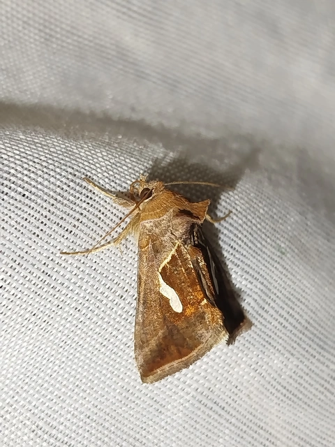 Macdunnoughia confusa - cseppfoltos ezüstbagoly