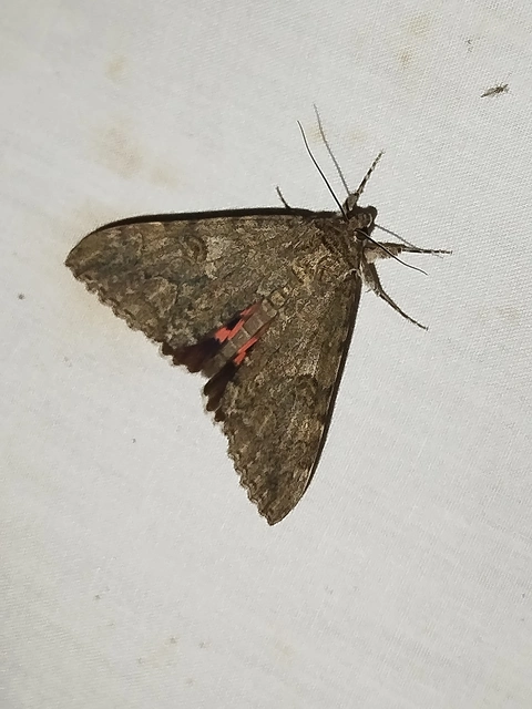 Catocala nupta - piros övesbagoly