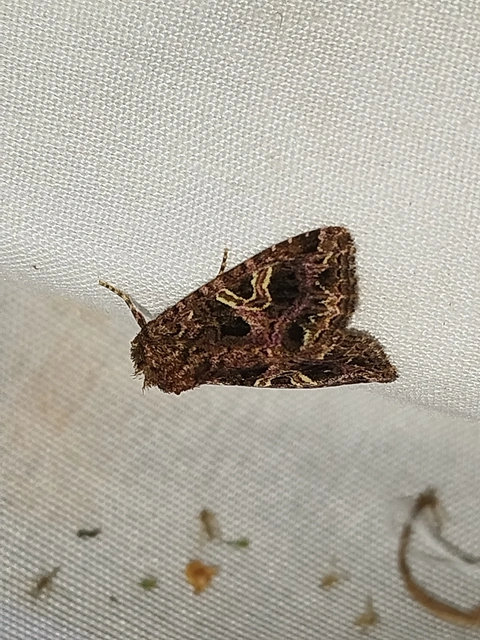 Sideridis rivularis - vörhenyes szegfűbagoly