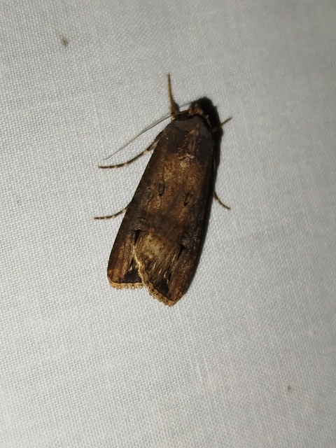 Agrotis ipsilon - nagy földibagoly