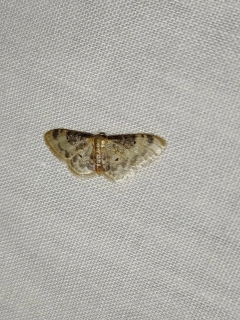 Idaea filicata - sötéttövű apróaraszoló