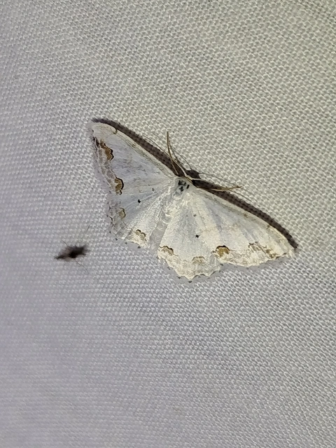 Scopula ornata - díszes fehéraraszoló