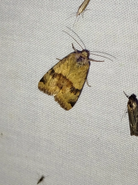 Heliothis viriplaca - mácsonyabagoly