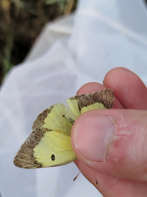 Colias erate - csángó-kéneslepke