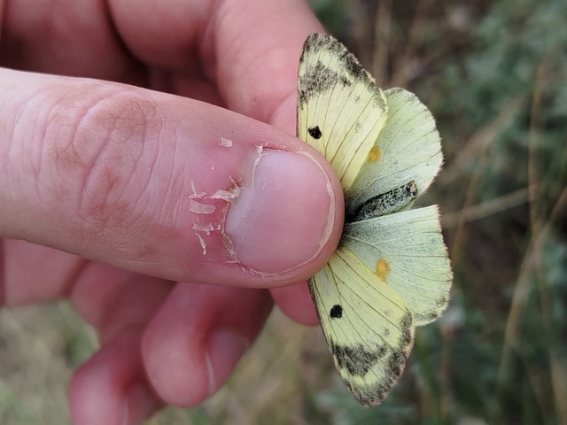 Colias hyale - kéneslepke